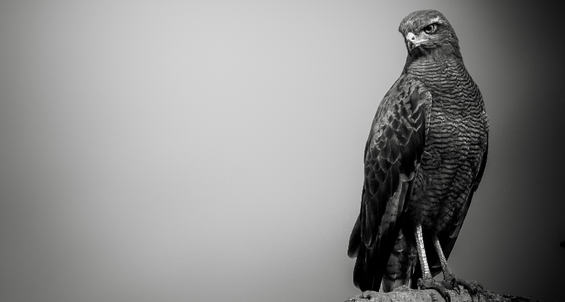 Exposição “Raízes da Fotografia: Uma Jornada pela Composição, Luz e Sombra” é realizada na Galeria Sesc de Artes