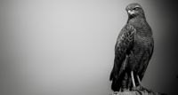 Exposição “Raízes da Fotografia: Uma Jornada pela Composição, Luz e Sombra” é realizada na Galeria Sesc de Artes